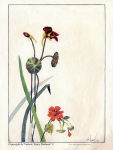 Ray-Tracy-Cartoon-14-1940-Flower-Watercolour-3-6x8.5